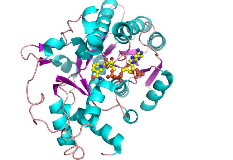 2026年中国木瓜蛋白酶行业发展现状分析及未来趋势预测