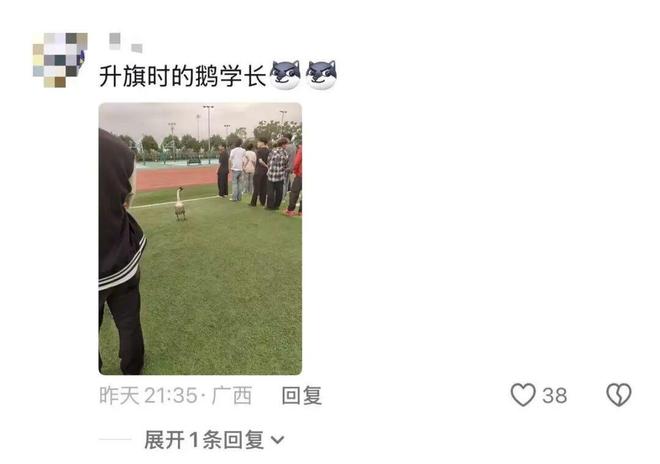 “全校最嚣张的学长”南宁一教室惊现大鹅学校：是我们养的和同学们相处很友好